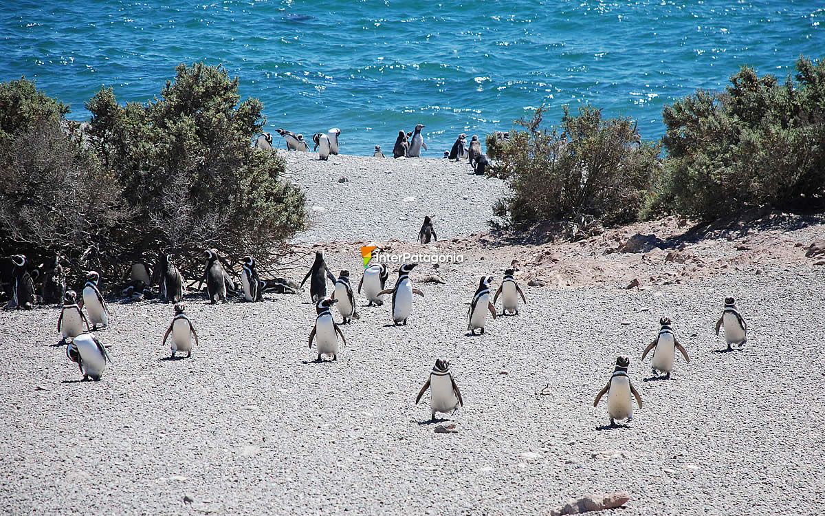 Punta Tombo