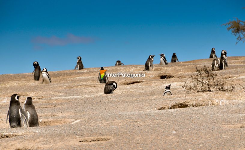 Colonia continental de pingüinos Magallanes.