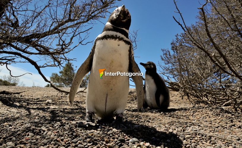 Un espectáculo maravilloso y tierno