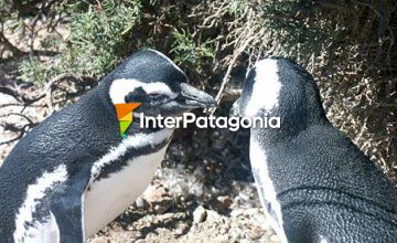 Pingüinos en la playa