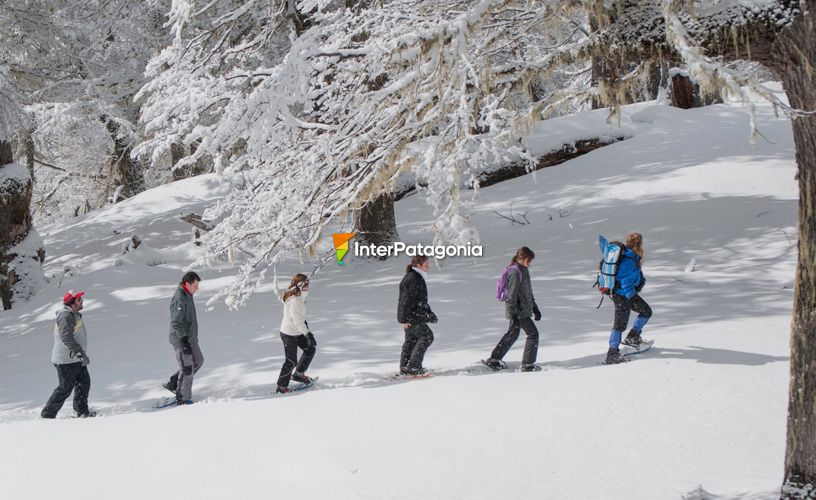 Los bosques nevados