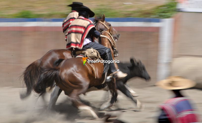 Los mejores exponentes caballares y sus jinetes