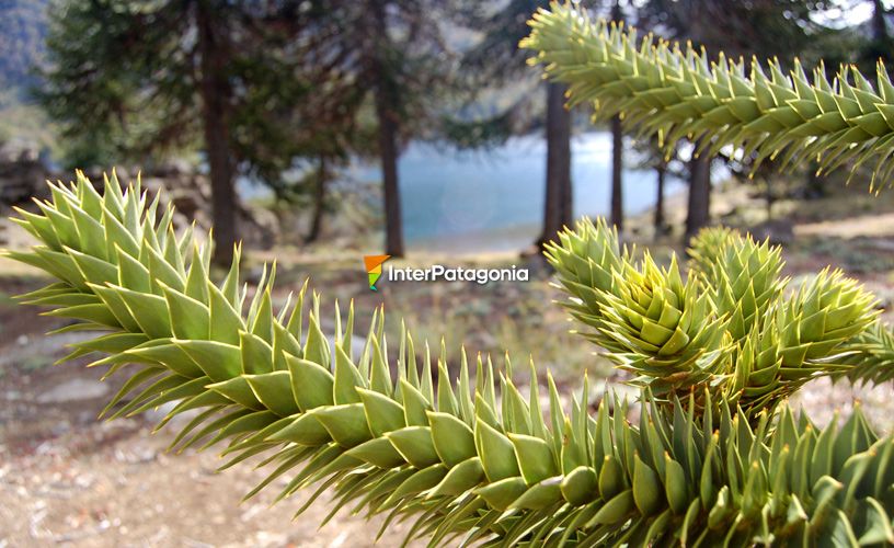 Araucaria or pehuén tree