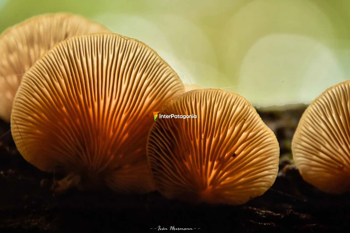 Mushrooms of the autumn forest