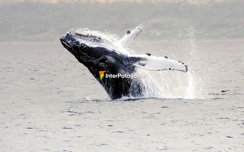 Ballena jorobada