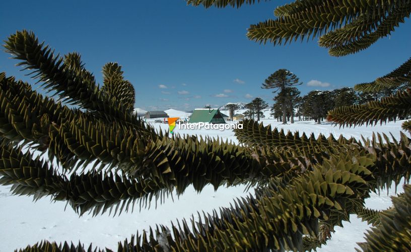 The surrounding monkey puzzles