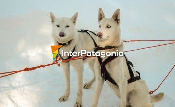 On a Sled Pulled by Dogs at Mount Chapelco 