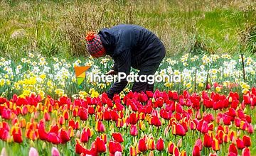 Tulips of the Smekal family on the Danube farm