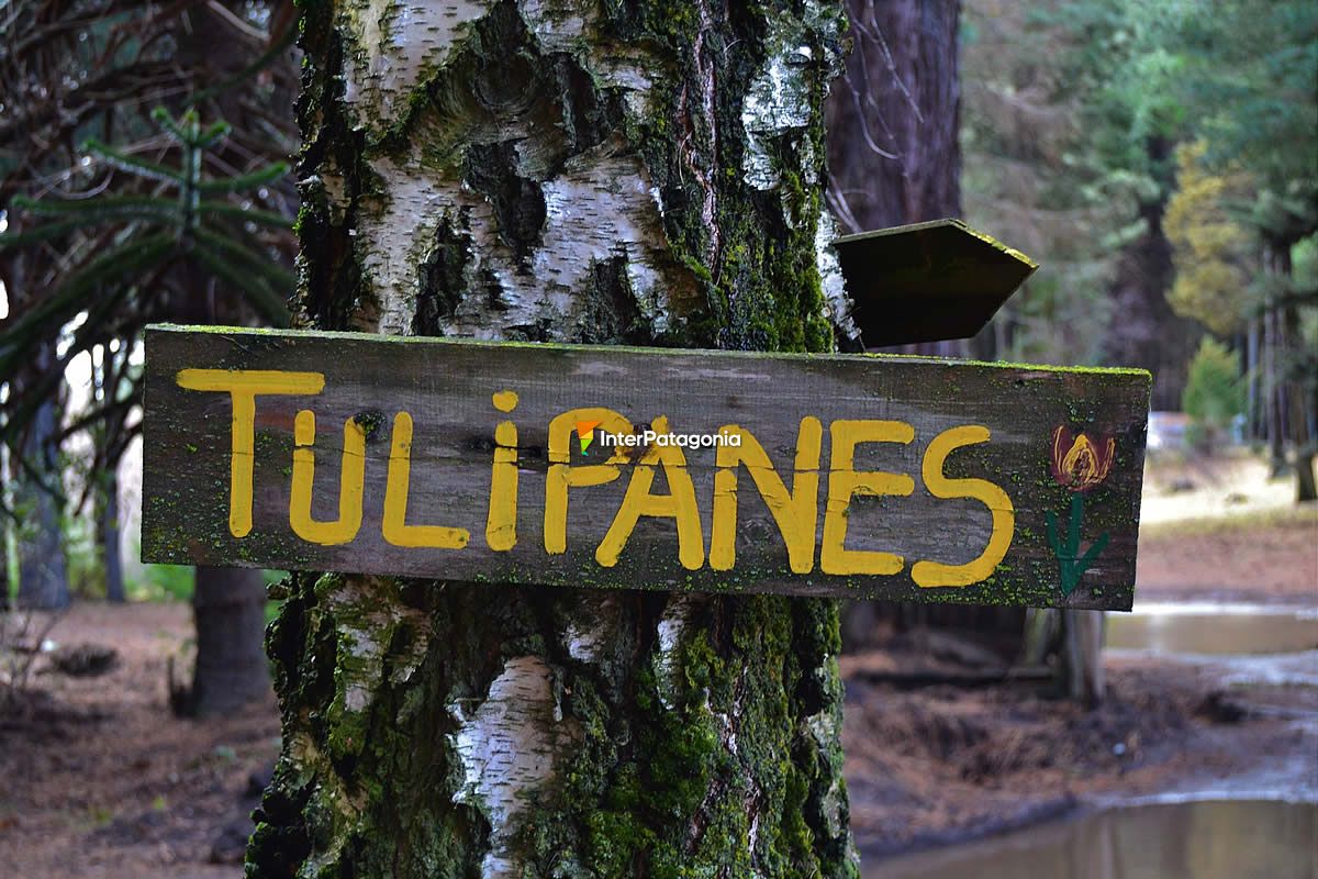 Tulipanes de la familia Smekal en la chacra Danubio