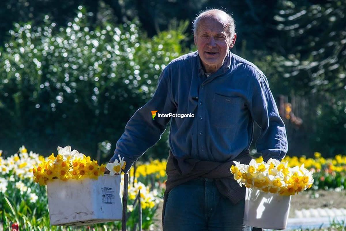 Tulipanes de la familia Smekal en la chacra Danubio