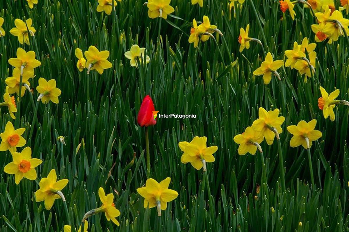 Tulips of the Smekal family on the Danube farm