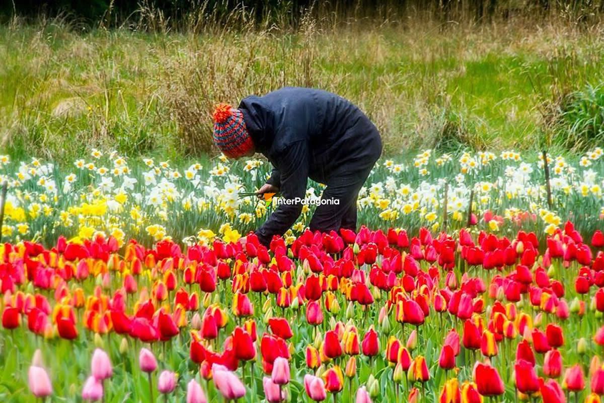 Tulips of the Smekal family on the Danube farm