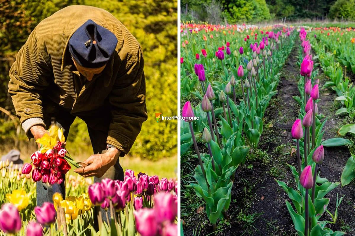 Tulipanes de la familia Smekal en la chacra Danubio