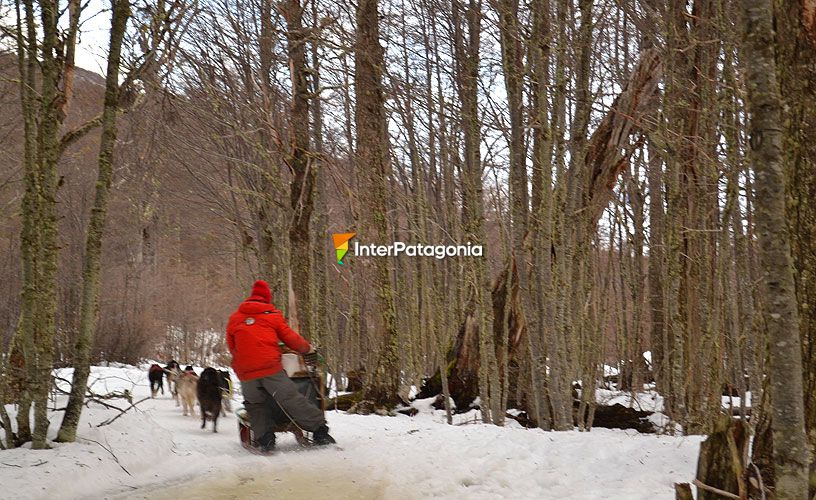 Paseo tirado por perros