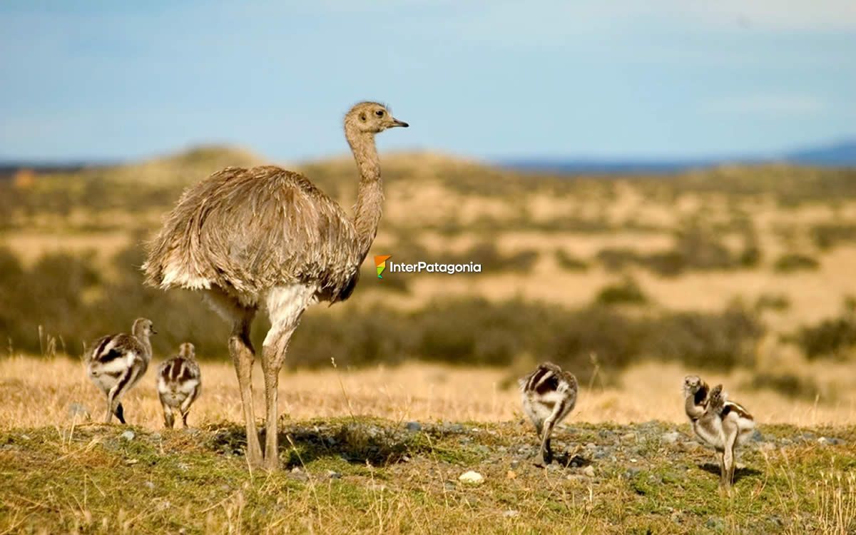 Patagonian Ñandú