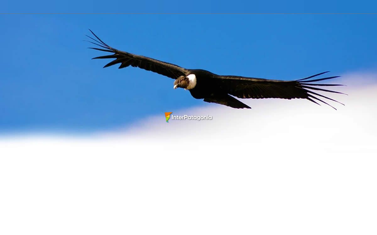 Andean condor