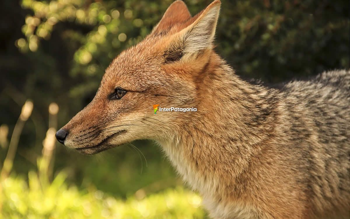 Patagonian gray fox