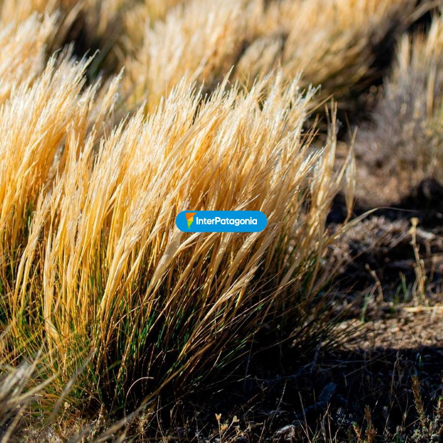 Flora - Perito Moreno