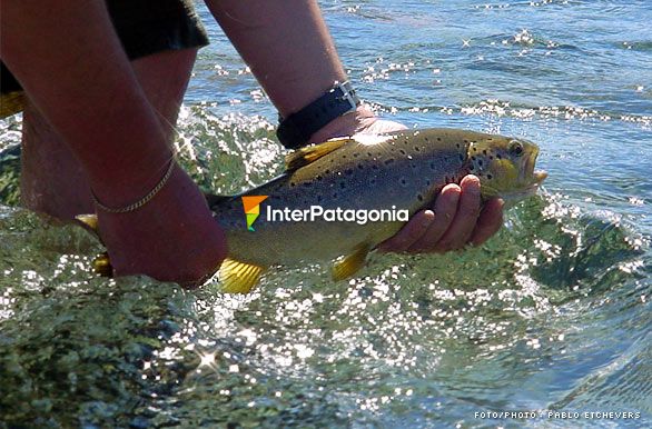 Trucha marrn - Pesca con mosca en Patagonia