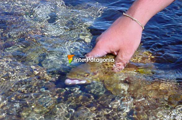 Devolucin - Pesca con mosca en Patagonia