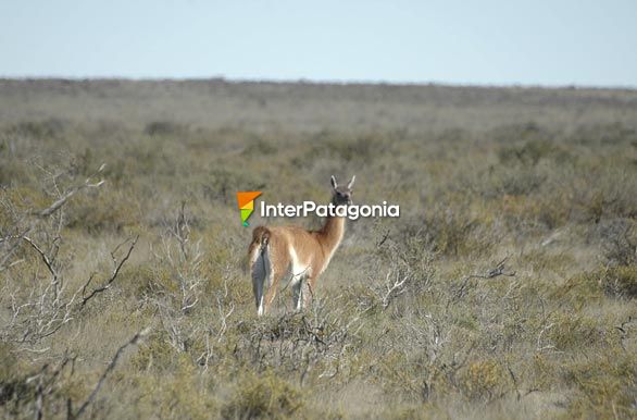 Guanacos - Pico Truncado