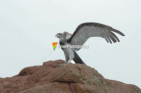 Monumento al guila - Piedra del Aguila