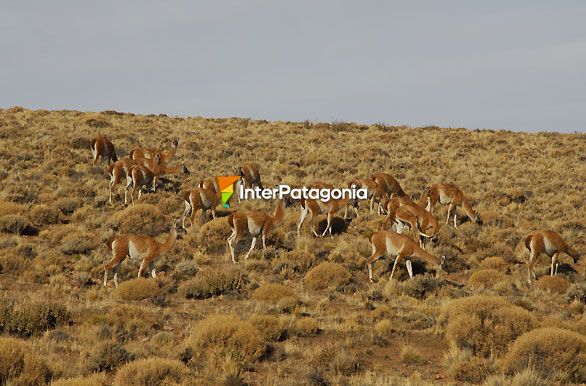 Guanacos - Piedra del Aguila