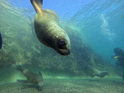 Buceo Madryn Buceo