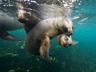 Buceo Madryn Buceo