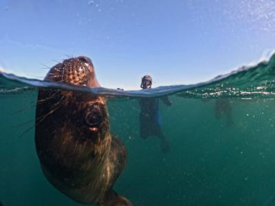 Buceo Madryn Buceo