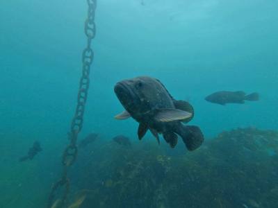 Buceo Madryn Buceo
