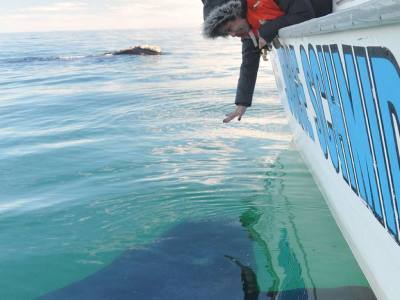 Wildlife Observation Jorge Schmid - Punta Ballena