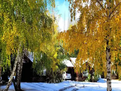 En el Corazón del Bosque Cabañas