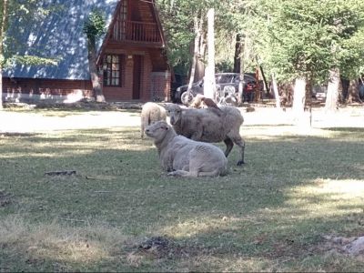 Cabins Del Bosque