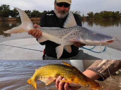 Salidas de Pesca Gray Fly