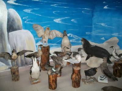 Museos Museo Regional Carlos Borgialli