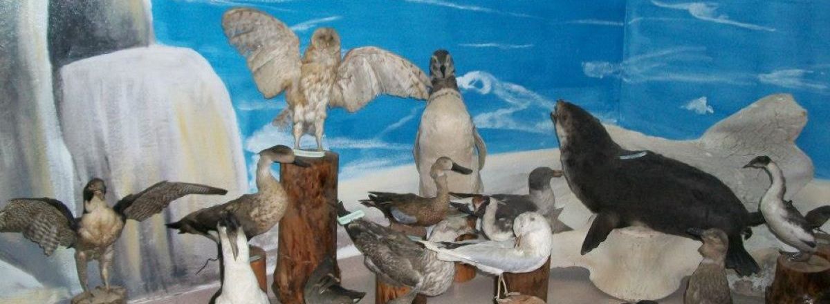 Museos Museo Regional Carlos Borgialli