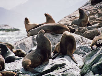 Travel and Tourist Agency Ushuaia Destiny & Service