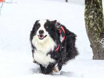 Bosque de los Huskies | Paseos