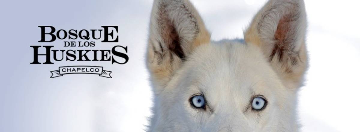 Paseos en Trineos Bosque de los Huskies