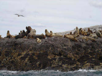 Buceo Patagonia Austral Expeditions