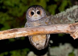 Agencias de viajes y turismo Magellanic Nature Tours