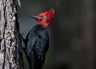 Agencias de viajes y turismo Magellanic Nature Tours