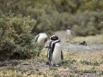 Agencias de viajes y turismo Cuyunco