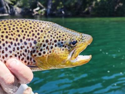 Fishing Outings Fly Fishing Trips
