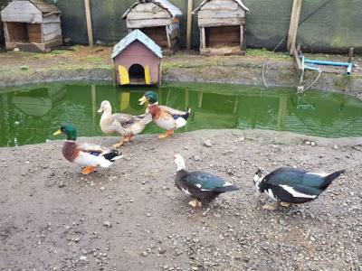 Entertainment Acuario Lago Puyehue