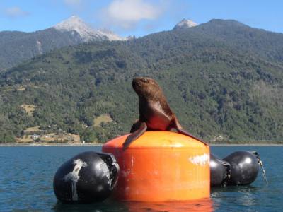 Paseos en Kayak Jass Puerto Varas