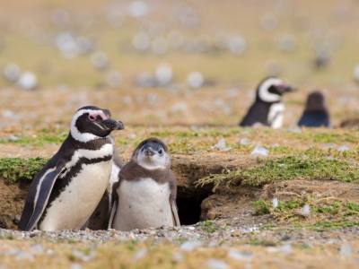 Travel and Tourist Agency Feel Patagonia