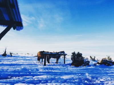 Cabalgatas Aventuras en La patagonia