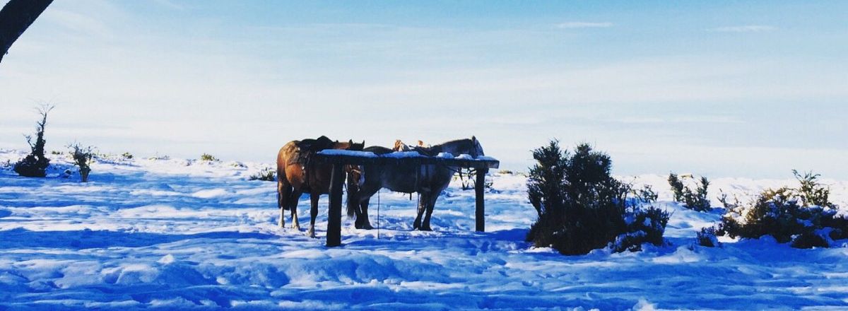 Cabalgatas Aventuras en La patagonia